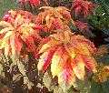 Amaranthus Illuminaton / Amaranthus tricolor 